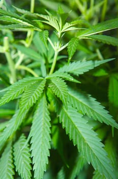 Plant of marihuana