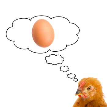 Brown hen thinking about having a egg