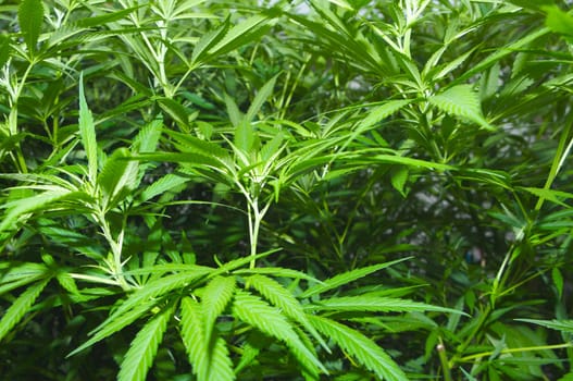 Many plants of marihuana