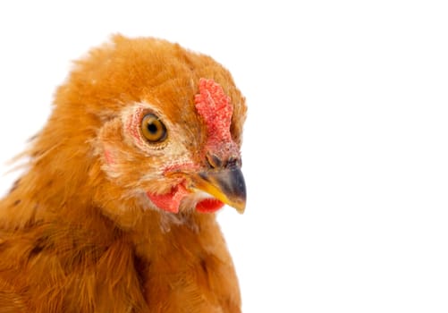 Brown hen