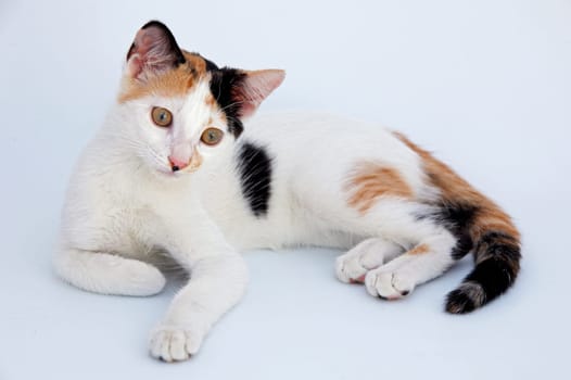 Adorable cat