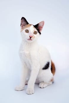 Adorable cat