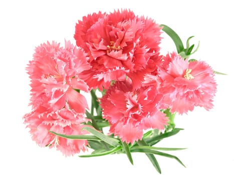 flower posy of carnations