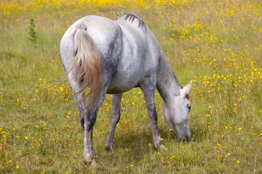 horse eating
