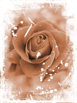 Rose grunge