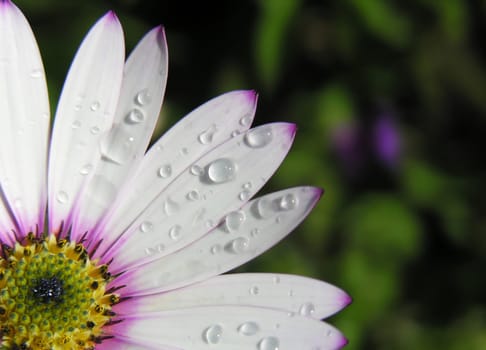 Daisy