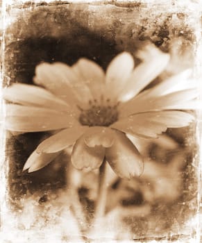 Floral grunge