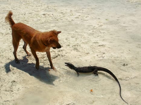 Monitor lizard and dog meet at the sea of Borneo.