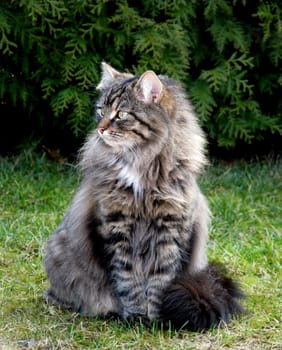 Pedigree cat