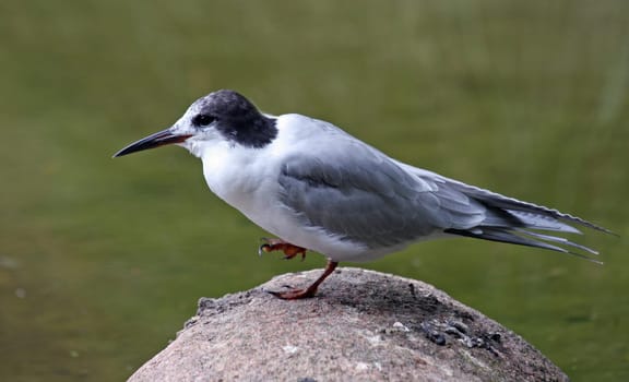 Arctic tern