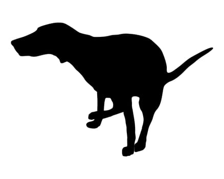 Dog loosening