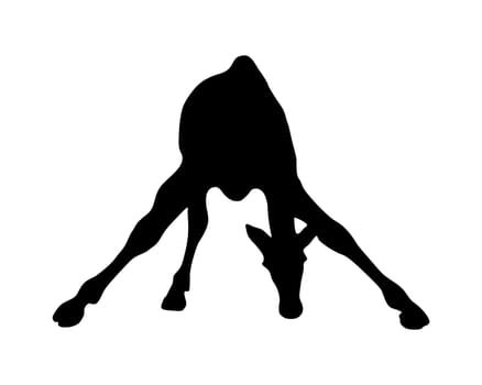 Giraffe drinking