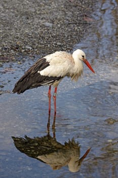 Stork in the water