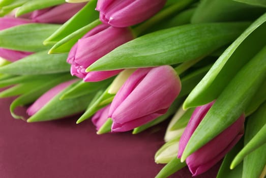 Fresh tulips