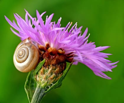 Field widow flower [Knautia arvensis]