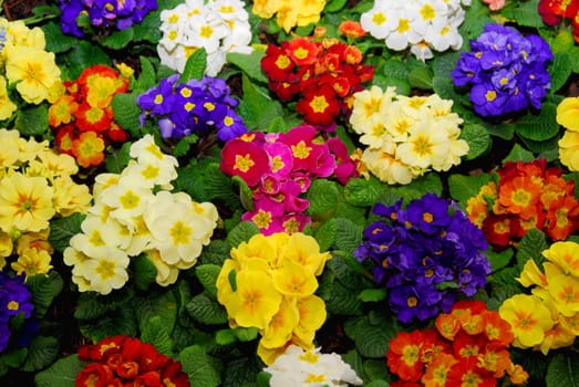 Spring Flowers