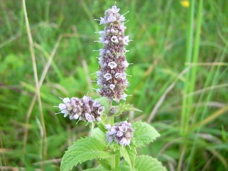 Blooming Mint,Mentha