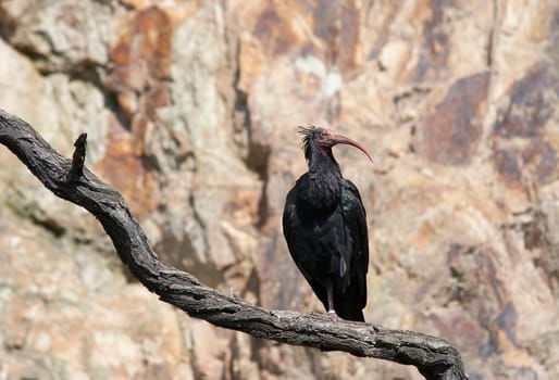 bald ibis