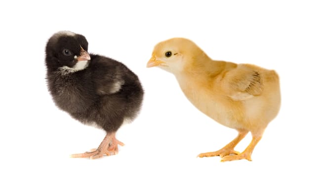 Two little chickens of different colors