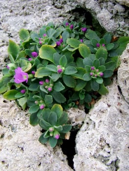 Primula allionii