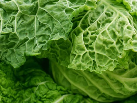 Savoy cabbage