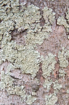 Wood texture