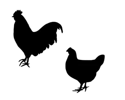 Rooster and chicken