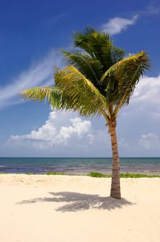 Mexico,Palm Tree,Beach,Yucatan