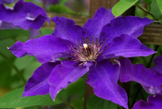 Clematis,Clematis,Climbing Plant