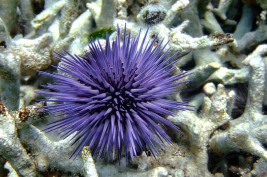 Sea urchin