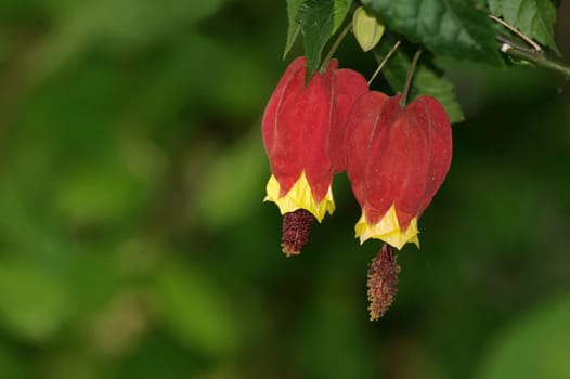Abutilon megapotamicum ,beautiful mallow