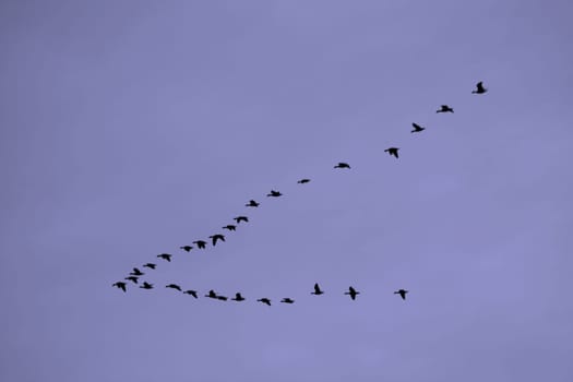 Flock of birds