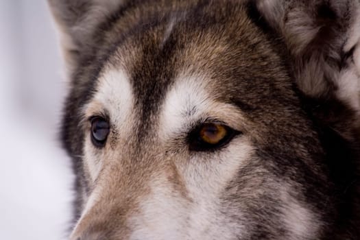 Husky