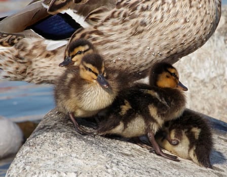 squeakers in safe