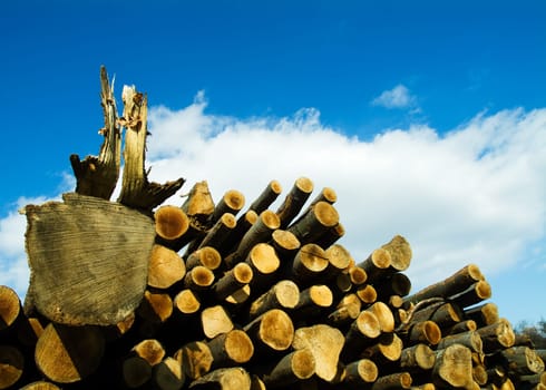 Wooden logs stacked