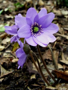 Hepalica nobilis