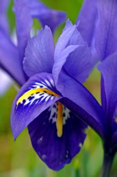 The &amp #8222 Winter iris&amp #8220 (also dwarf iris or reticulated iris) came to us from the Caucasus region as a spring and garden flower and is now common in many gardens and parks.