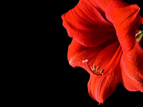 Amaryllis
