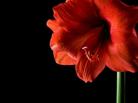 Amaryllis