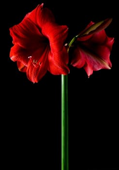 Amaryllis