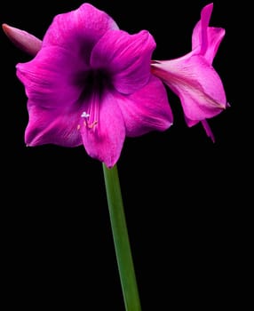 Amaryllis