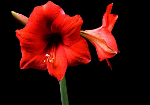 Amaryllis