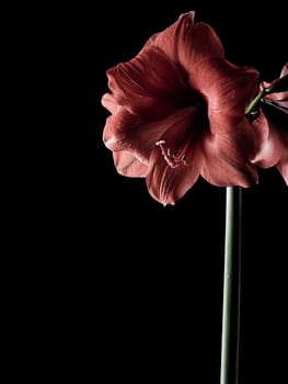 Amaryllis