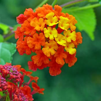 The flowers of the herb are in terminal heads of 2 cm to 3 cm in diameter. They are yellow or orange,later often reddish to purple. As a result of the changing flower colour over time,the flower heads get their characteristic