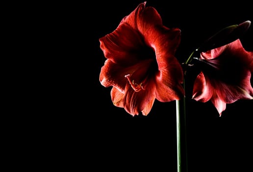 Amaryllis