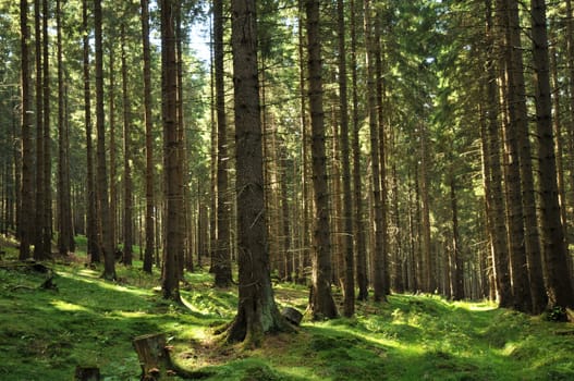 Light in the forest...