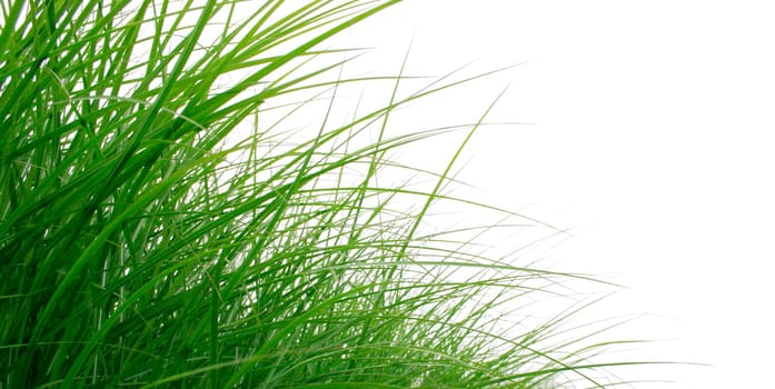 blades of grass