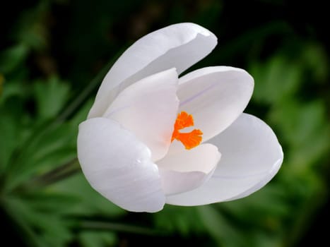 Saffron yellow on blossom white