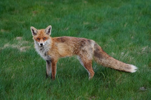 wild fox