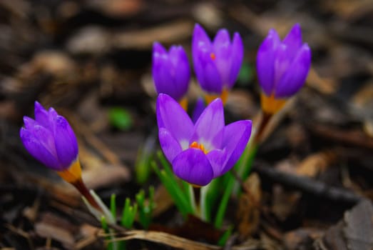 Spring is here